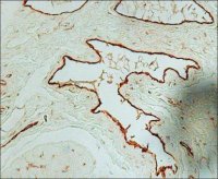 Anti-von Willebrand Factor antibody produced in rabbit 