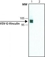 Anti-VSV Glycoprotein antibody, Mouse monoclonal 