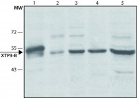 Anti-XTP3-B antibody produced in rabbit 