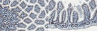 Anti-YAP Antibody, clone 8G5 
