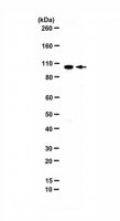 Anti-ZBTB4 (KAISO-L1) 
