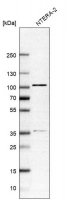 Anti-ZNF281 antibody produced in rabbit 