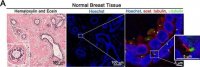 Monoclonal Anti--Tubulin antibody produced in mouse 