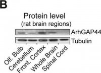 Monoclonal Anti--Tubulin III (neuronal) antibody produced in mouse 