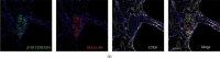Monoclonal Anti--Tubulin III antibody produced in mouse 