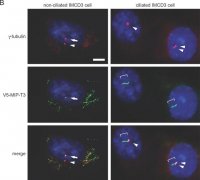 Monoclonal Anti-Acetylated Tubulin antibody produced in mouse 
