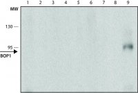 Monoclonal Anti-BOP1 antibody produced in rat 