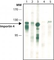 Monoclonal Anti-Importin 4 antibody produced in rat 