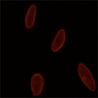 Monoclonal Anti-Lamin A/C antibody produced in mouse 