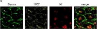 Monoclonal Anti-Neurofilament 200 (Phos. and Non-Phos.) antibody produced in mouse 