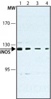Monoclonal Anti-Nitric Oxide Synthase, Inducible antibody produced in mouse 