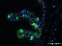 Monoclonal Anti-phospho-Histone H3 (pSer28) antibody produced in rat 