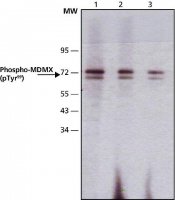 Monoclonal Anti-phospho-MDMX (pTyr99) antibody produced in mouse 