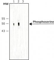 Monoclonal Anti-Phosphoserine antibody produced in mouse 