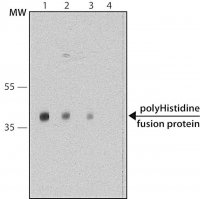 Monoclonal Anti-polyHistidine antibody produced in mouse 