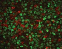 Monoclonal Anti-Proliferating Cell Nuclear Antigen antibody produced in mouse 