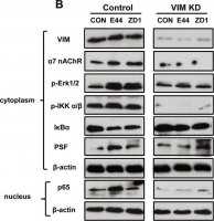 Monoclonal Anti-PSF antibody produced in mouse 