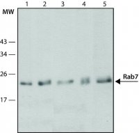 Monoclonal Anti-Rab7 antibody produced in mouse 