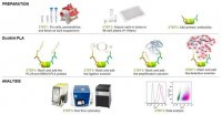 Duolink flowPLA Detection Kit - Red DUO94001-40TST