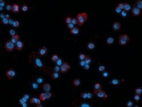 Duolink In Situ Detection Reagents Red 