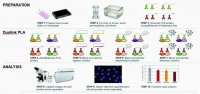 Duolink PLA Multicolor Reagent Pack 