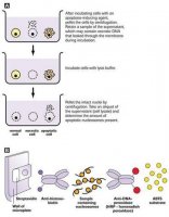 Cell Death Detection ELISAPLUS 