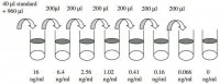 Human BDNF ELISA Kit RAB0026-1KT