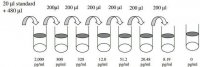 Human ErbB2 / HER2 ELISA Kit RAB0173-1KT