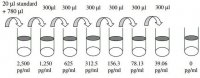 Human GCP-2 / CXCL6 ELISA Kit RAB0134-1KT