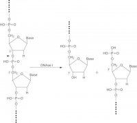 Deoxyribonuclease I from bovine pancreas 