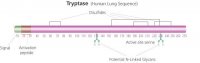 Tryptase from human lung 