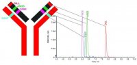 SILuMAb Cetuximab Stable-Isotope Labeled Monoclonal Antibody 