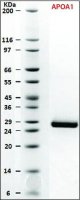 SILuProt APOA1, Apolipoprotein A-1 human 