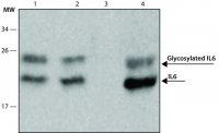 SILuRich Anti-IL6 MAb, biotin conjugated MSAB001-100UL