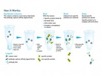 Catch and Release v2.0 Reversible Immunoprecipitation System 