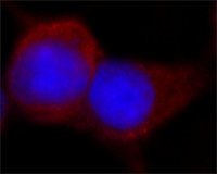 ANTI-FLAG antibody produced in rabbit F7425-.2MG