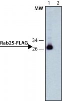 ANTI-FLAG antibody, Rat monoclonal SAB4200071-200UL