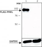 ANTI-FLAG M2 antibody, Bioreactor grade, Mouse monoclonal 