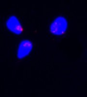 Monoclonal ANTI-FLAG antibody produced in rabbit 