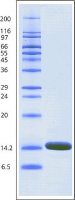 Lysozyme from chicken egg white 